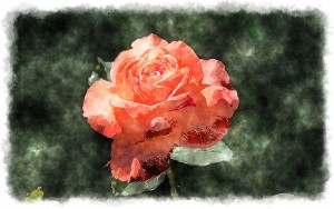 watercolor-orange-rose-hd