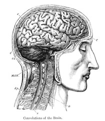 Vintage engraving from 1883 of a cross section of a human head showing the brain