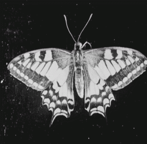 moth