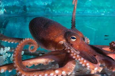 https://animals.howstuffworks.com/marine-life/octopus.htm